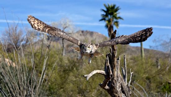 Arizona-Sonora Desert Museum